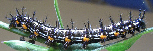 Larvae